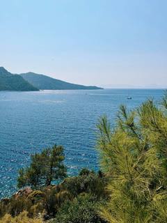 Pine trees leaning over the Mediterranean